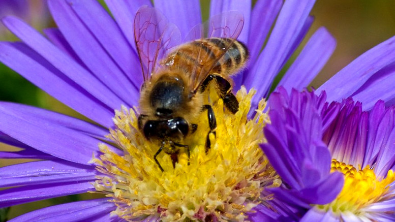 Ilustracja do informacji: Apel – opryski dopiero po ustaniu lotu pszczół!