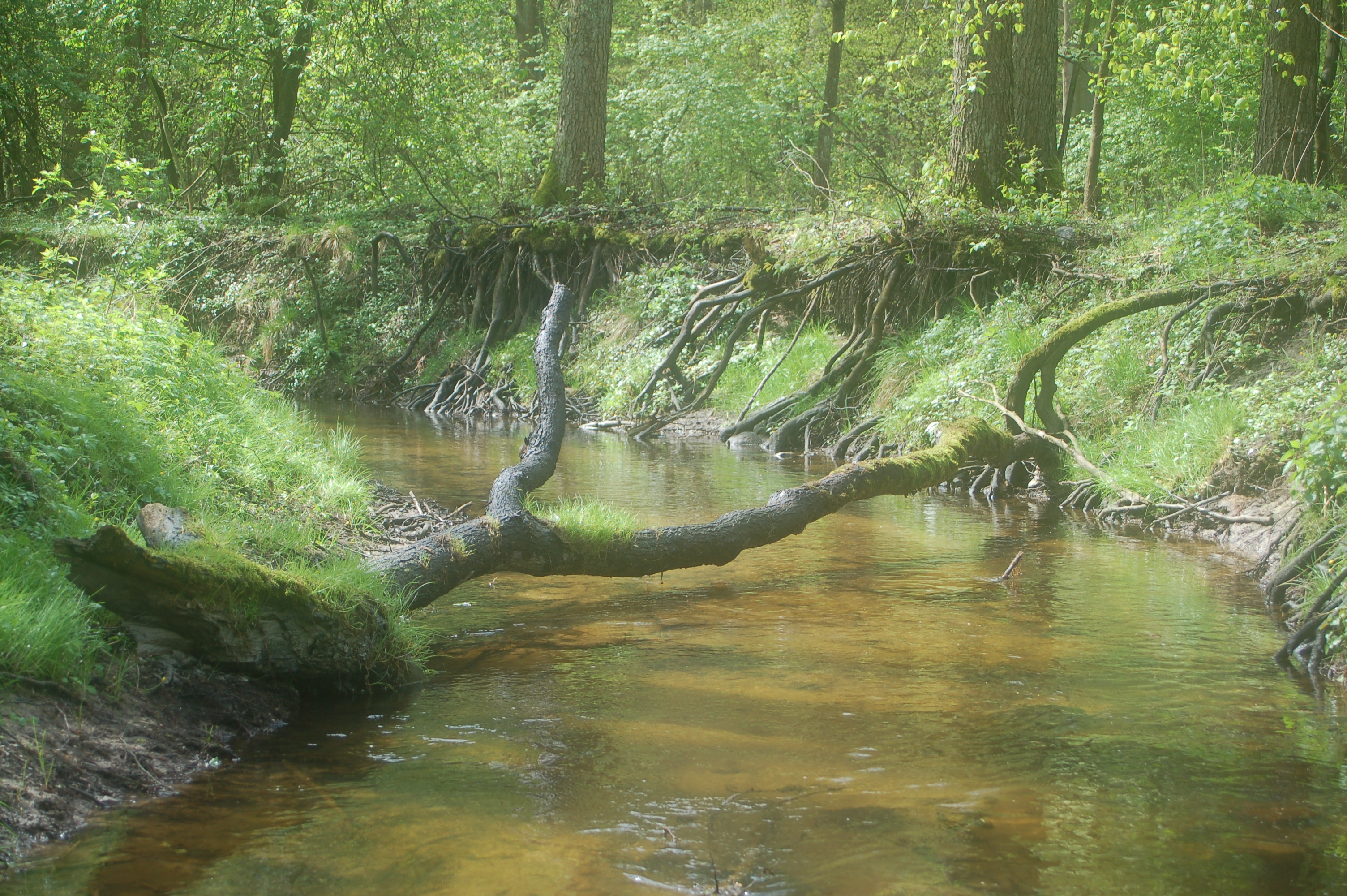 Ilustracja do informacji: Rada Miejska Szprotawy ustanowiła Zespół Przyrodniczo-Krajobrazowy „Potok Sucha”